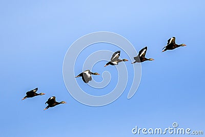 Black Bellied Whistling Ducks in Flight Stock Photo