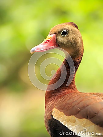 Black-bellied Whistling Tree Duck Stock Photo