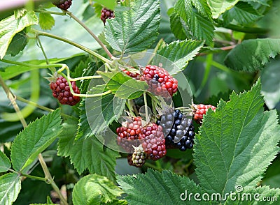 Black berries getting ripe in the sun Stock Photo