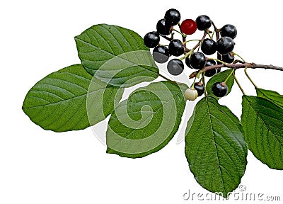 Black berry buckthorn Stock Photo