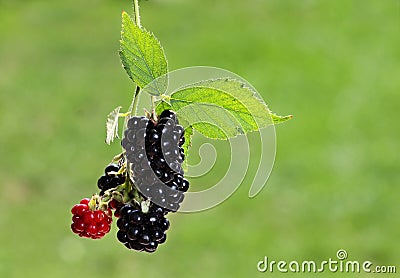 Black berry bush Stock Photo