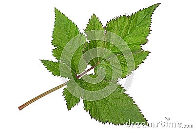 Black berry closeup leaf Stock Photo