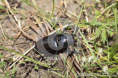 Female beetle stag. Stock Photo