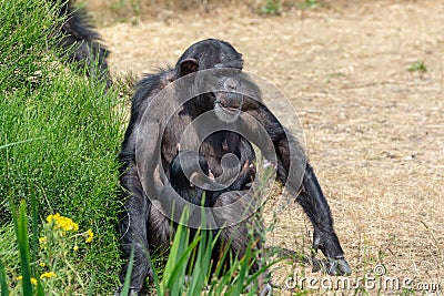 Black chimpanzees monkey leaving in safari park close up Stock Photo