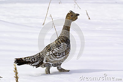 Black-billed capercaillie ( Tetrao urogallus L.), Stock Photo