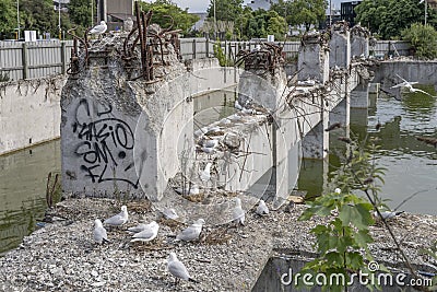 Black-billed gulls and nestlings at flooded ruins of collapsed concrete building, Christchurch, New Zealand Stock Photo