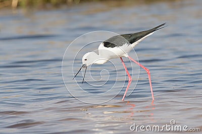 Black-billed stilt with prey between beaks Stock Photo