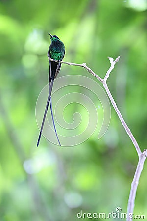 The black-billed streamertail in Jamaica Stock Photo