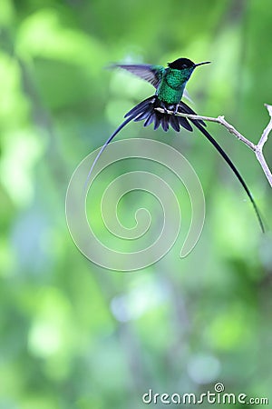 The black-billed streamertail in Jamaica Stock Photo