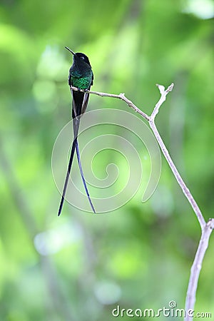 The black-billed streamertail in Jamaica Stock Photo