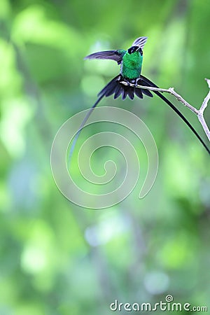 The black-billed streamertail in Jamaica Stock Photo