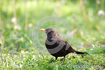 Black bird Stock Photo