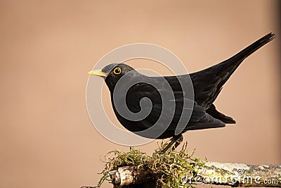 Black Bird Stock Photo