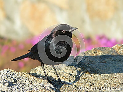 Black bird Stock Photo