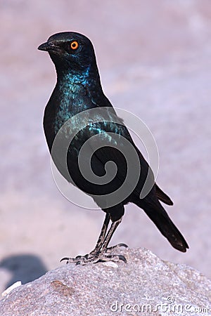 Black bird Stock Photo