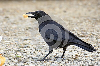 Black bird Stock Photo