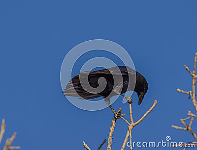 Black bird, American Crow in the tree in spring Stock Photo