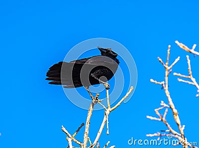 Black bird, American Crow in the tree in spring Stock Photo