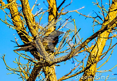 Black bird, American Crow in the tree in spring Stock Photo