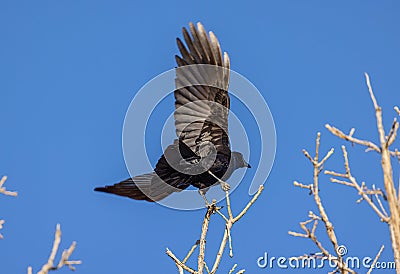 Black bird, American Crow in the tree in spring Stock Photo