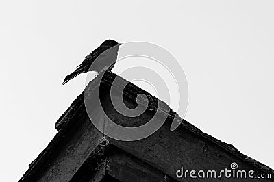 Black bird, called black Phoebe on roof. Stock Photo