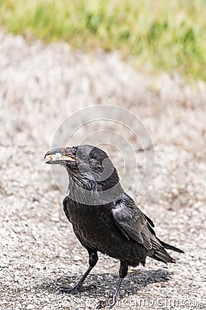 American Raven, Common Raven Stock Photo