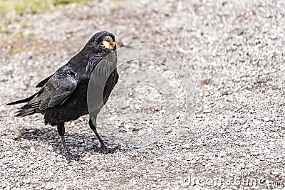 American Raven, Common Raven Stock Photo