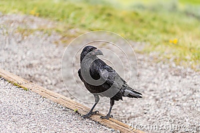 American Raven, Common Raven Stock Photo