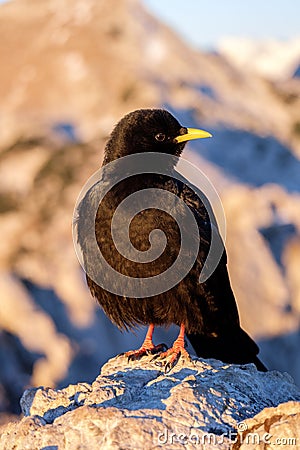 Black bird in dawn light Stock Photo