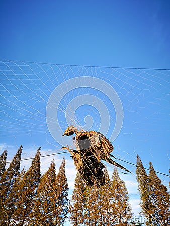 A black bird died being caught by net Editorial Stock Photo