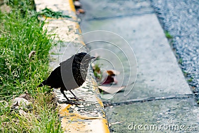 A black bird on the footpath waiting for a friend Stock Photo