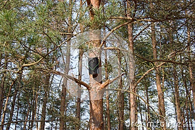 Black bird house on a pine tree Stock Photo