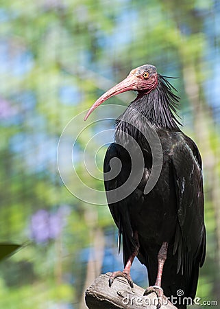 Black bird ibis emerita Stock Photo