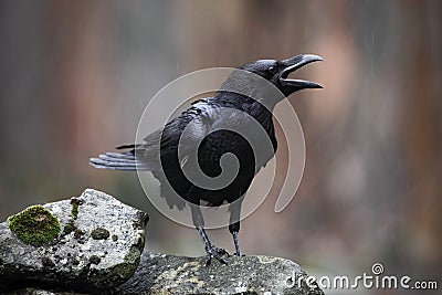 Black bird raven with open beak sitting on the stone Stock Photo