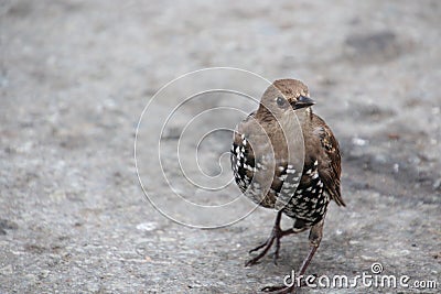 A black bird with white dots Stock Photo