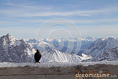 Black bird zugspitze alps mountain snow ski in winter blue sky landscape garmisch germany Stock Photo