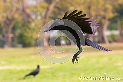 Black birds crow flying (howering) on mid air prepare to landin Stock Photo