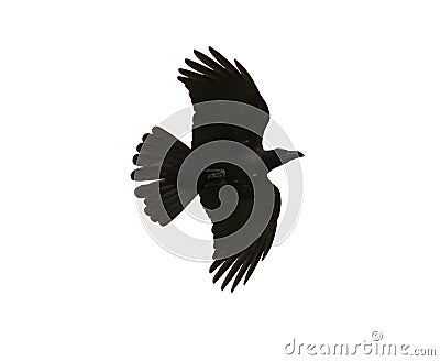 black birds crow flying mid air show detail in under wing feather isolated white background Stock Photo