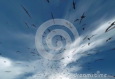 Black birds flying in to depth of sky. Stock Photo