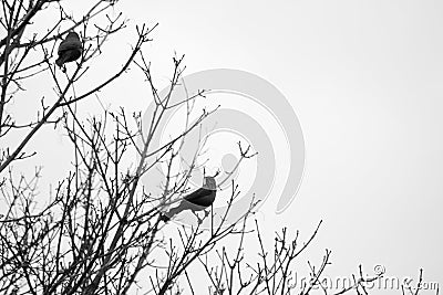 Black Birds Tree Branches Black And White Stock Photo