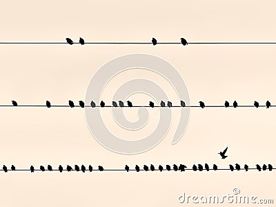 Black birds on wire Stock Photo