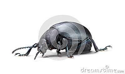Black bloody nose beetle Chrysomelidae Timarcha Stock Photo