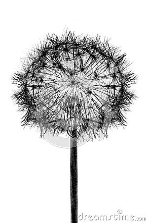 Black bloom head Dandelion flower isolated on white background Stock Photo