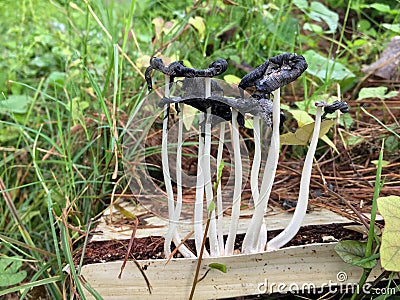 Black blossom mushroom and white stalk grown decay old wood on the green grass. Stock Photo