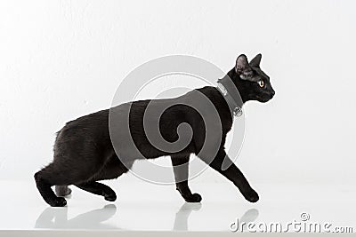 Black Bombay Cat Standing on the White Background. Looking Away Stock Photo