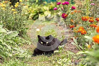 Black bombay cat with yellow eyes lie outdoors in nature in garden with flowers Stock Photo