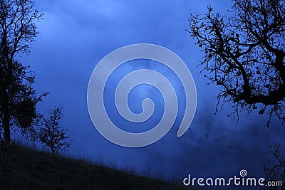 Black branches in blue fog. Stock Photo