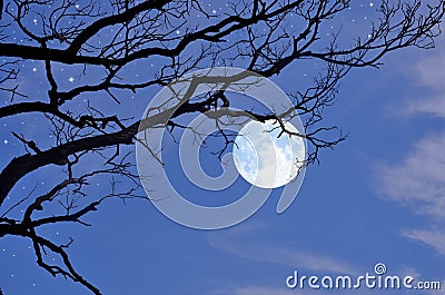 Black branches and full moon in the winter Stock Photo