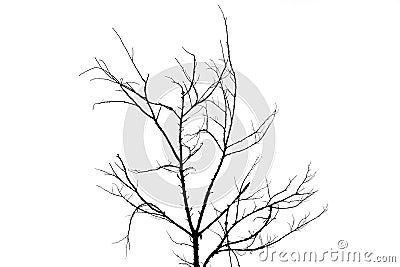 Black branches silhouettes isolated on white background useful for digital artwork design or making brushes Stock Photo
