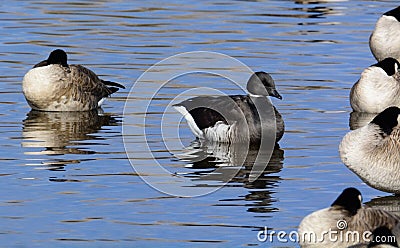 Black brant goose in lake Stock Photo